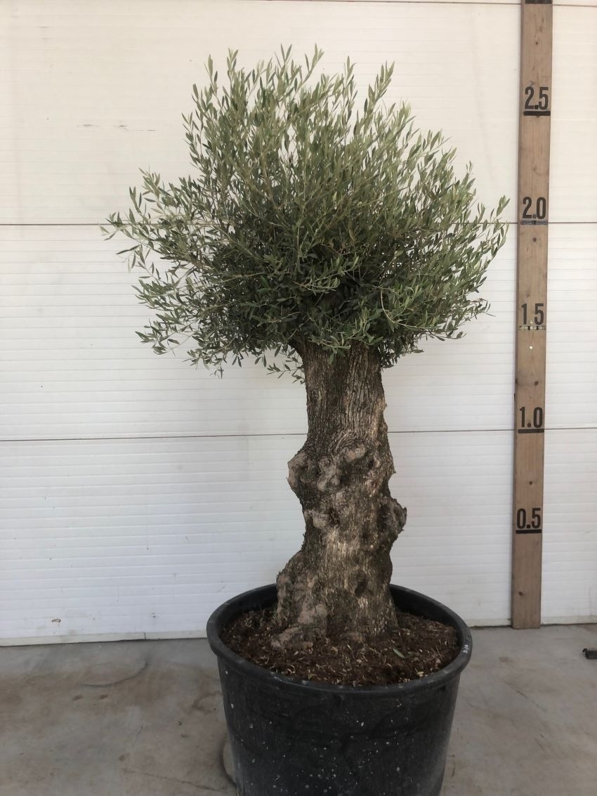 Olivenbaum Typ Bonsai