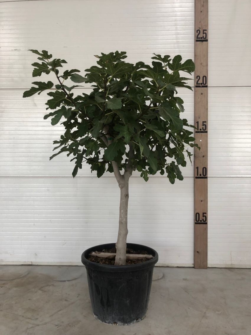 Feigenbaum 20-25cm als Kurzstamm