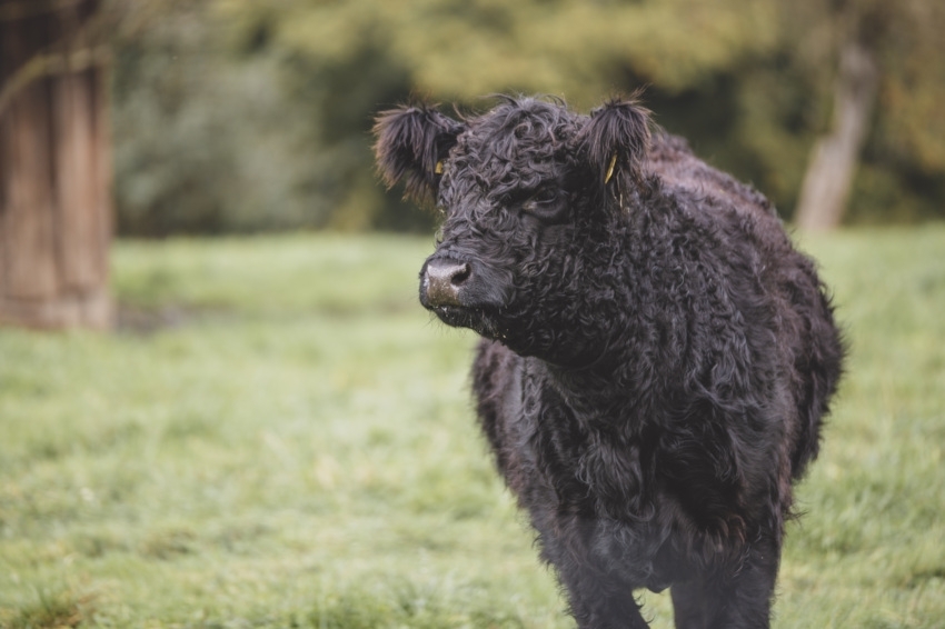 GARNECKER GALLOWAYS BBQ 6,2 kg