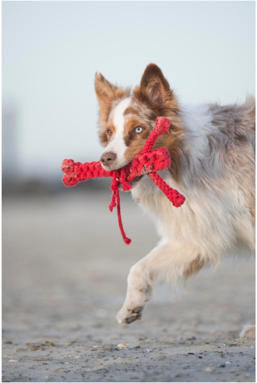 LABONI Hundespielzeug Set Big Ocean