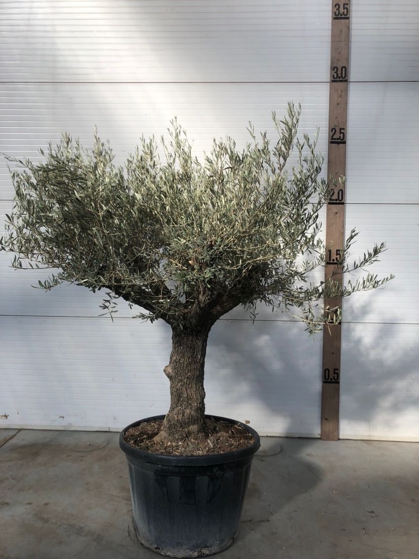 Olivenbaum Knorrig