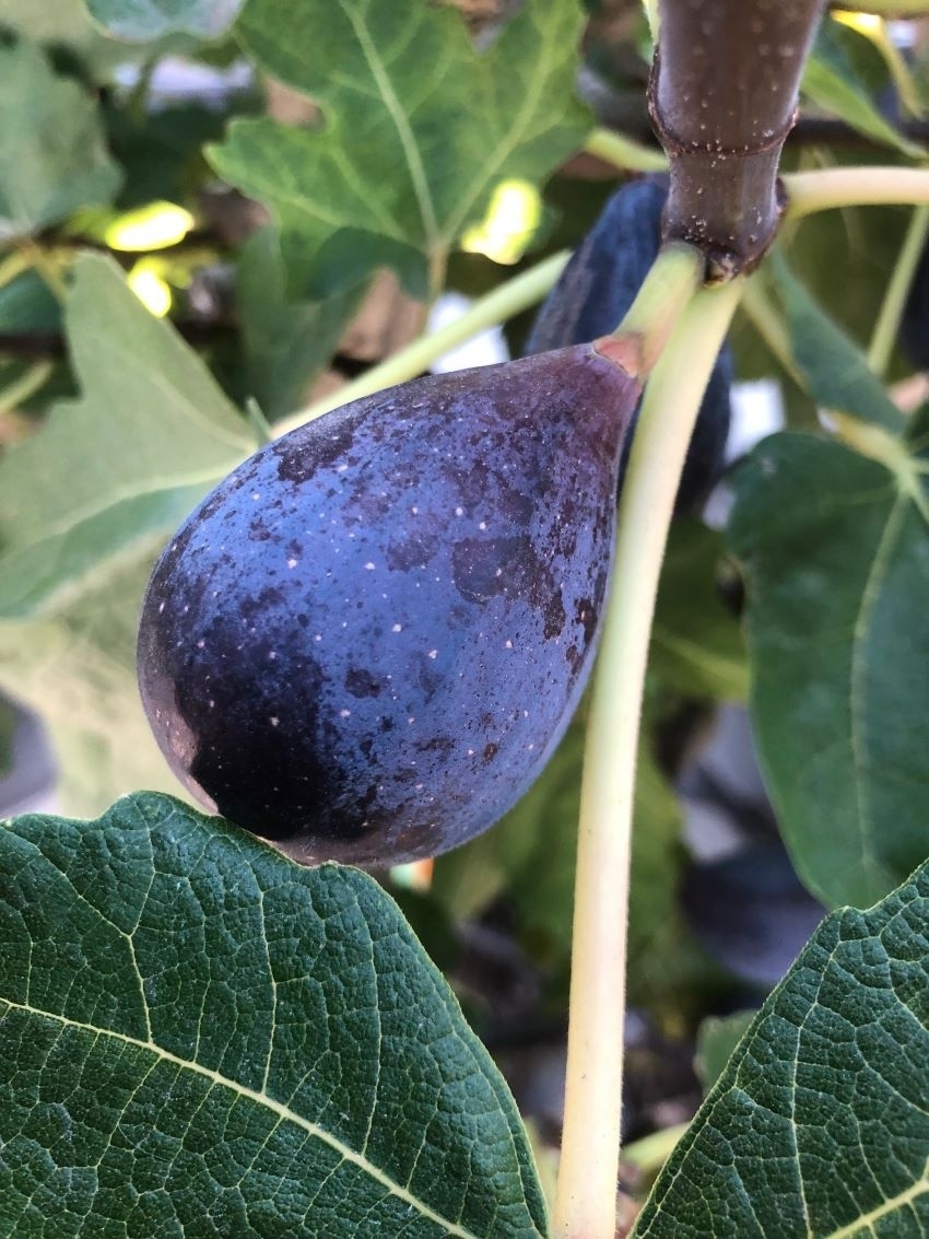 Feigenbaum 20-25cm als Kurzstamm