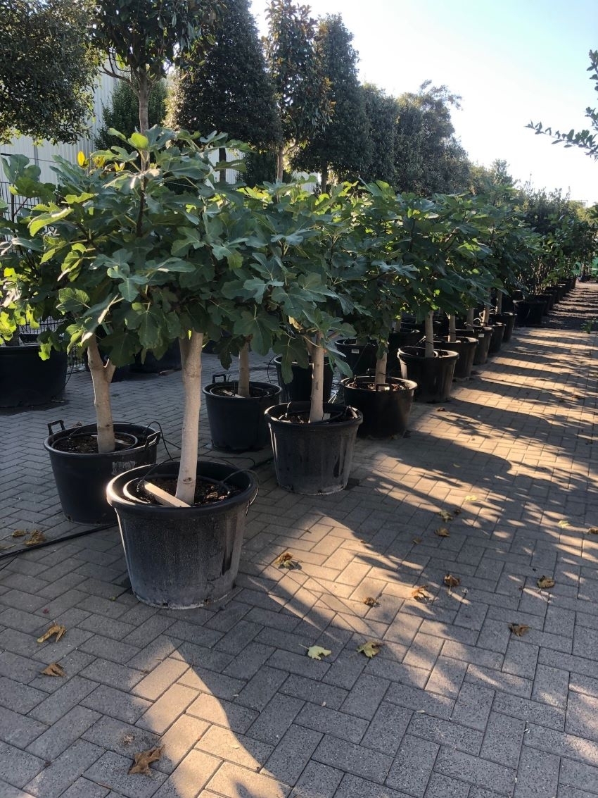 Feigenbaum 20-25cm als Kurzstamm